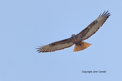 Buteo-jamaicensis;Hawk;Red-tailed-Hawk;flight;action;active;aloft;behavior;birds